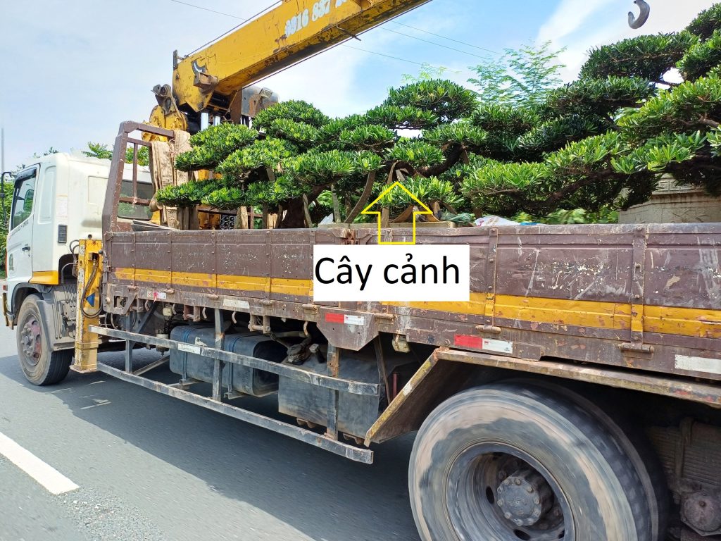 Cây cảnh