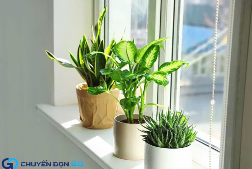 Tiếp xúc ánh nắng nhẹ để cây không bị sốc môi trường.
