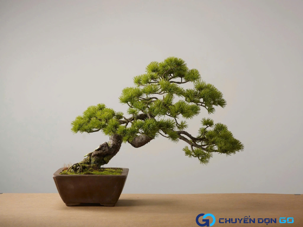 Bonsai có tính nghệ thuật cao