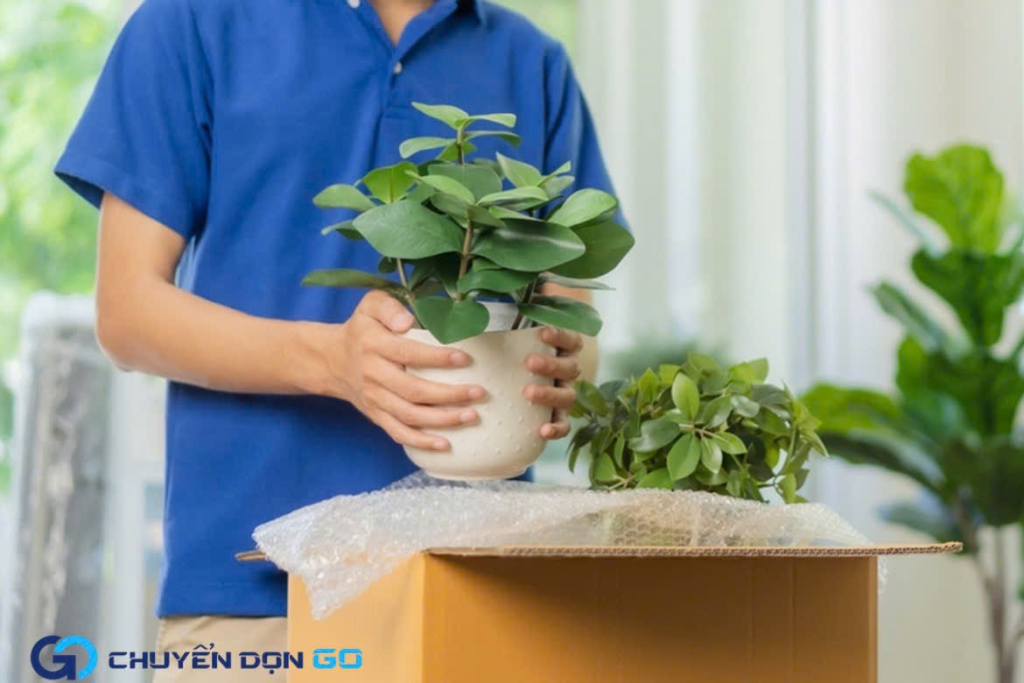 Phân loại cây cảnh trước khi vận chuyển