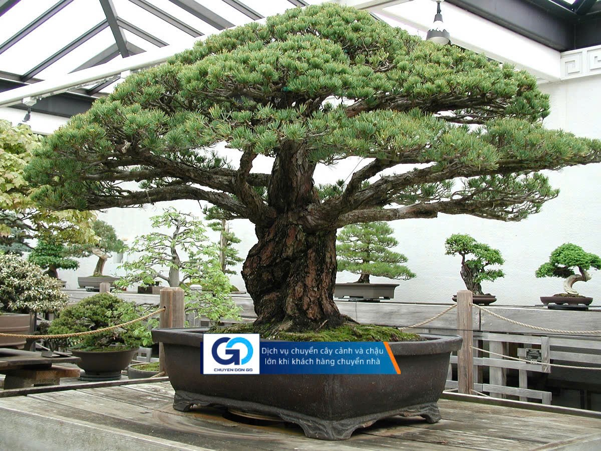 Dịch vụ chuyển cây cảnh và chậu lớn khi khách hàng chuyển nhà