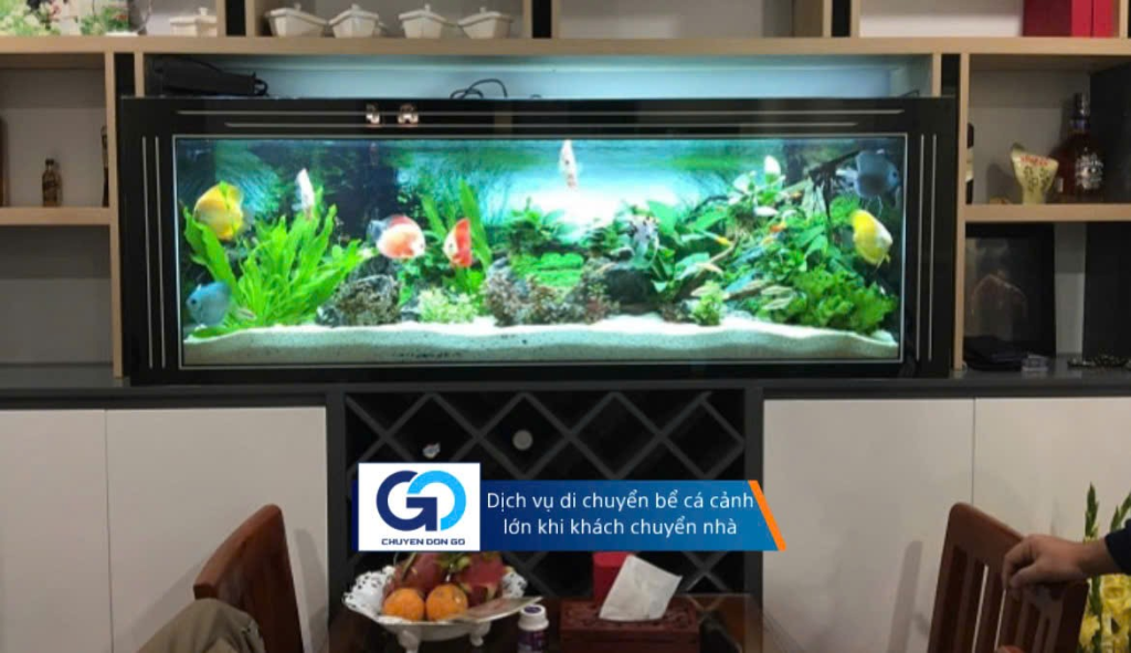 Dịch vụ di chuyển bể cá cảnh lớn khi khách chuyển nhà