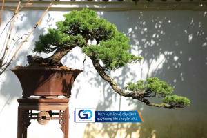 Dịch vụ bảo vệ cây cảnh quý trong khi chuyển nhà